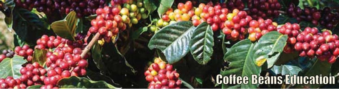 Coffee Beans Education
